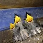 Vier Vogelbabys mit offenen Schnäbeln sitzen in einem Nest, die Münder weit aufgerissen und nach oben gerichtet, und warten darauf, gefüttert zu werden. Das Nest ist gegen eine blaue Metallfläche gebaut und mit Zweigen und Erde ausgekleidet.