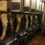 Kühe, die in einer Reihe in einem Melkstand stehen und an deren Eutern automatische Melkmaschinen befestigt sind; eine Kuh steht im Hintergrund und schaut in Richtung Kamera.